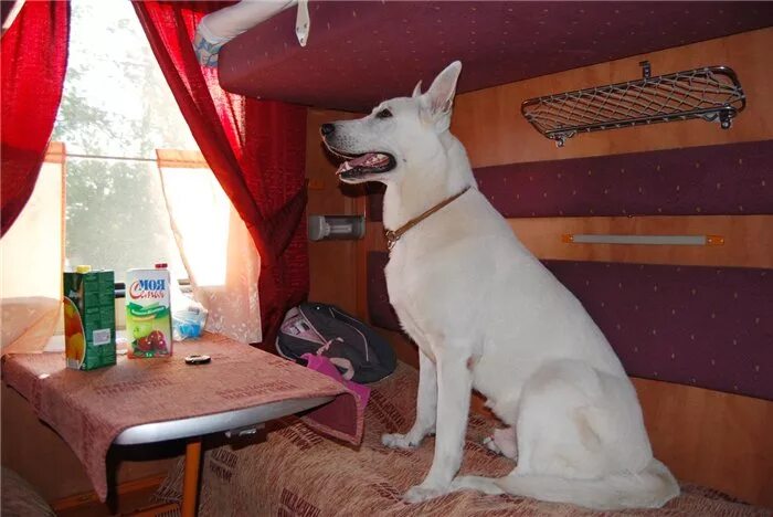 собака в вагоне. собака в поезде. вагон для животных в поезде сапсан. собака в поезде. вагоны для пассажиров с животными.