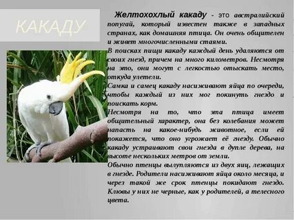 Какаду прилагательное