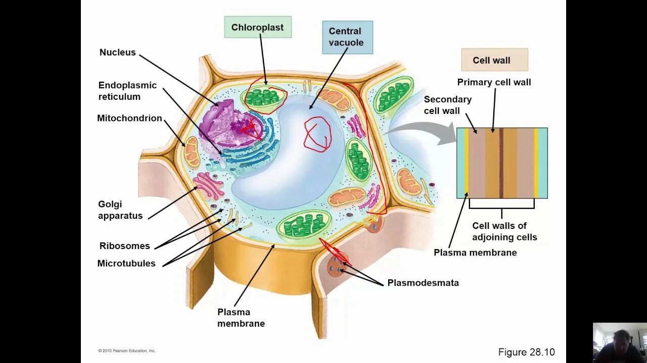 Клеточная стенка. Plant Cell Wall. Пектиновая клеточная стенка. Cell Wall Primary secondary.