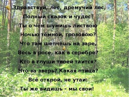 Там где лес шумит