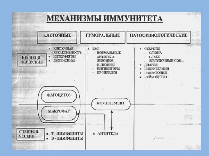 Функции клеточного иммунитета. Функции клеточного иммунитета