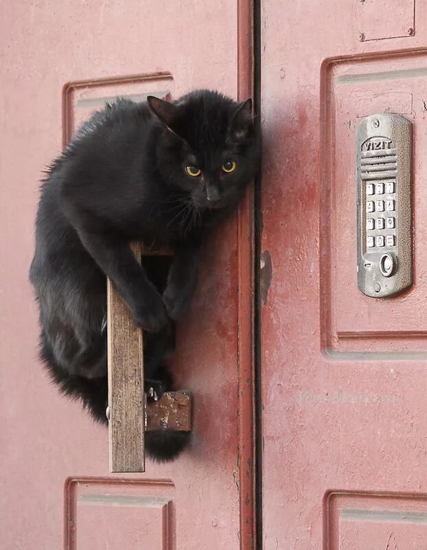 калифорнийская сияющая кошка. судимая кошка. судимая кошка. агрессия котов. судимая кошка.