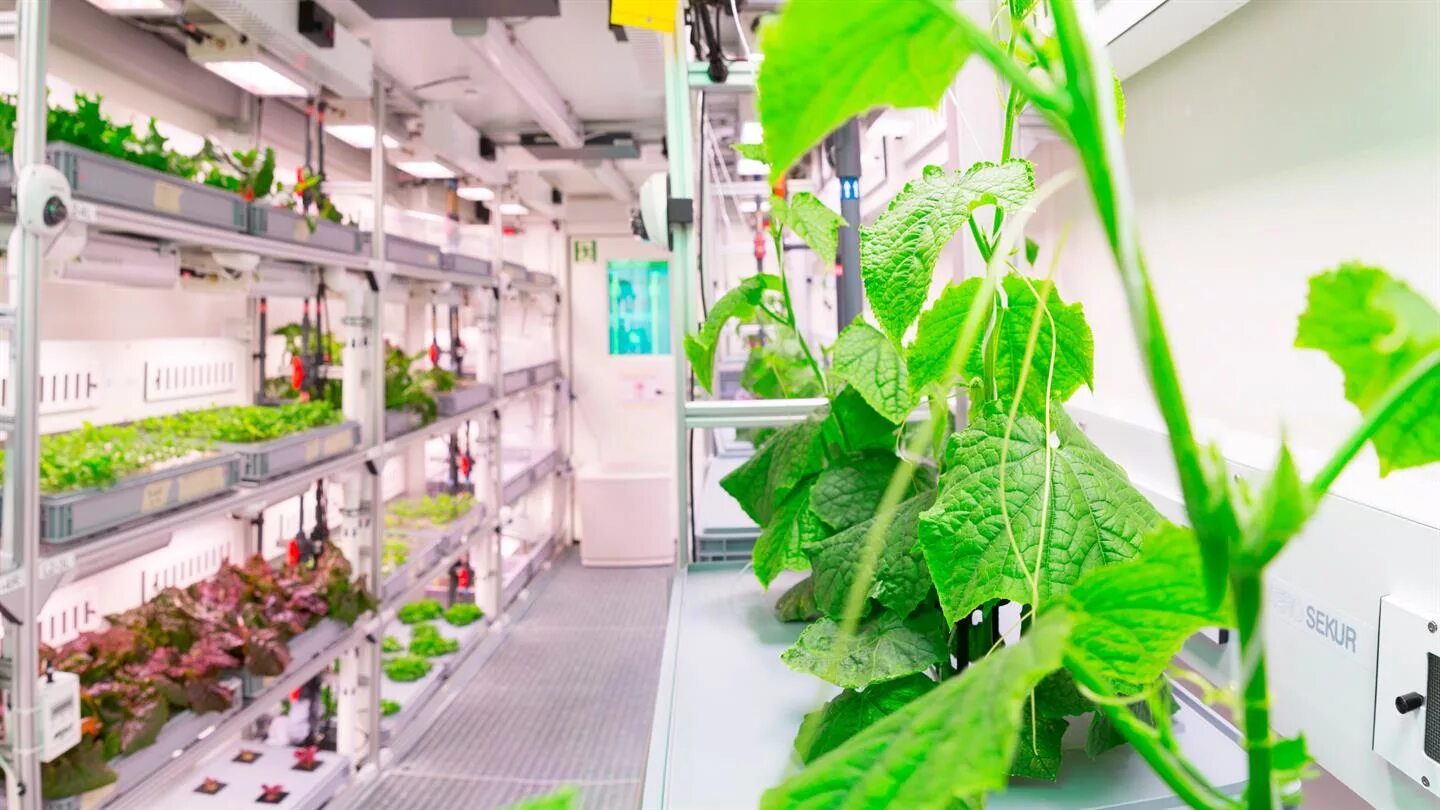 выращивание 1. выращивание картофеля миниклубни. клубника в поликарбонатной теплице. Greenhouse crop.