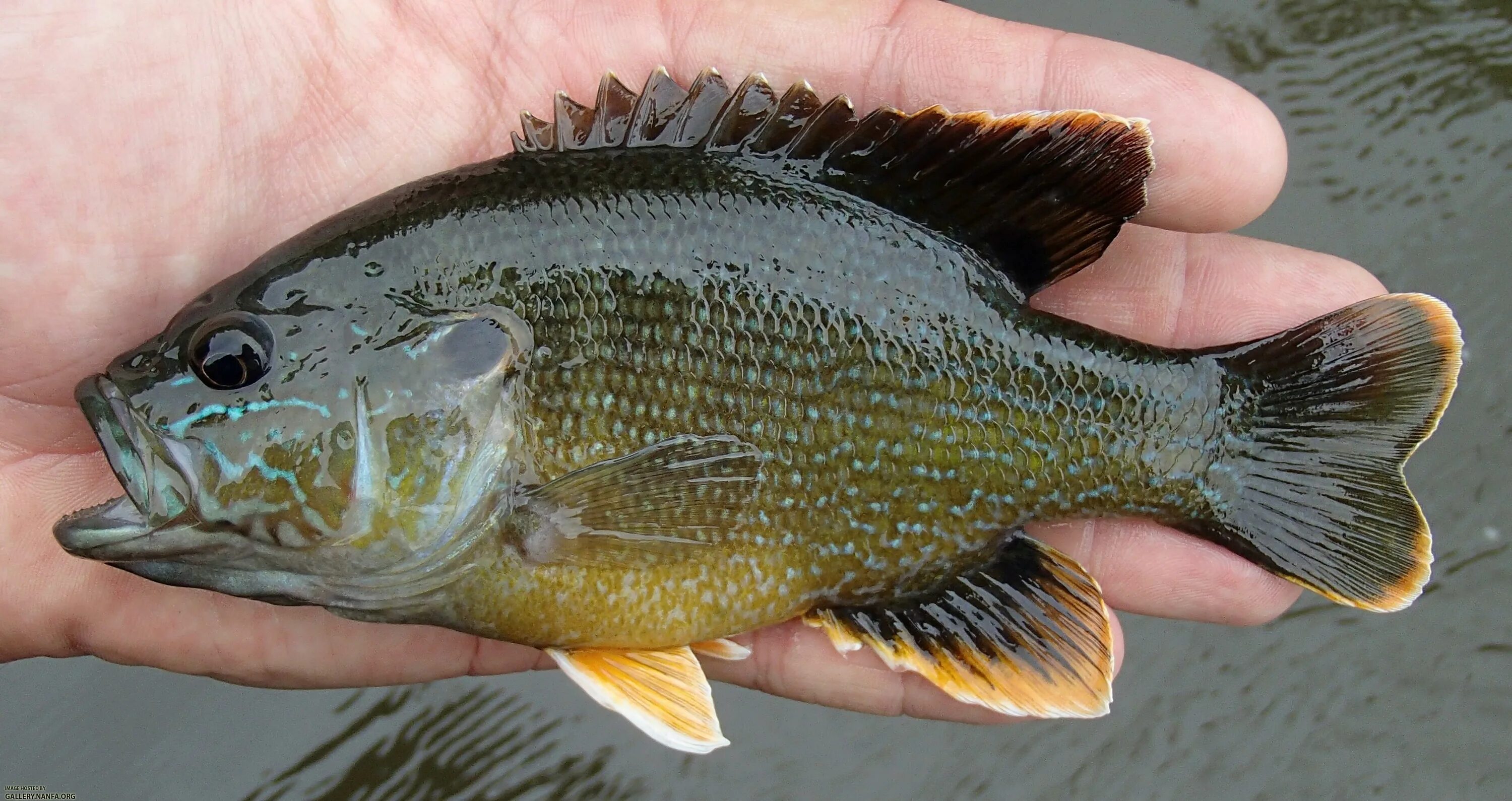 Silver carp. Гибрид рыба. Карп живой. Карась буффало астрахань. Silver carp.