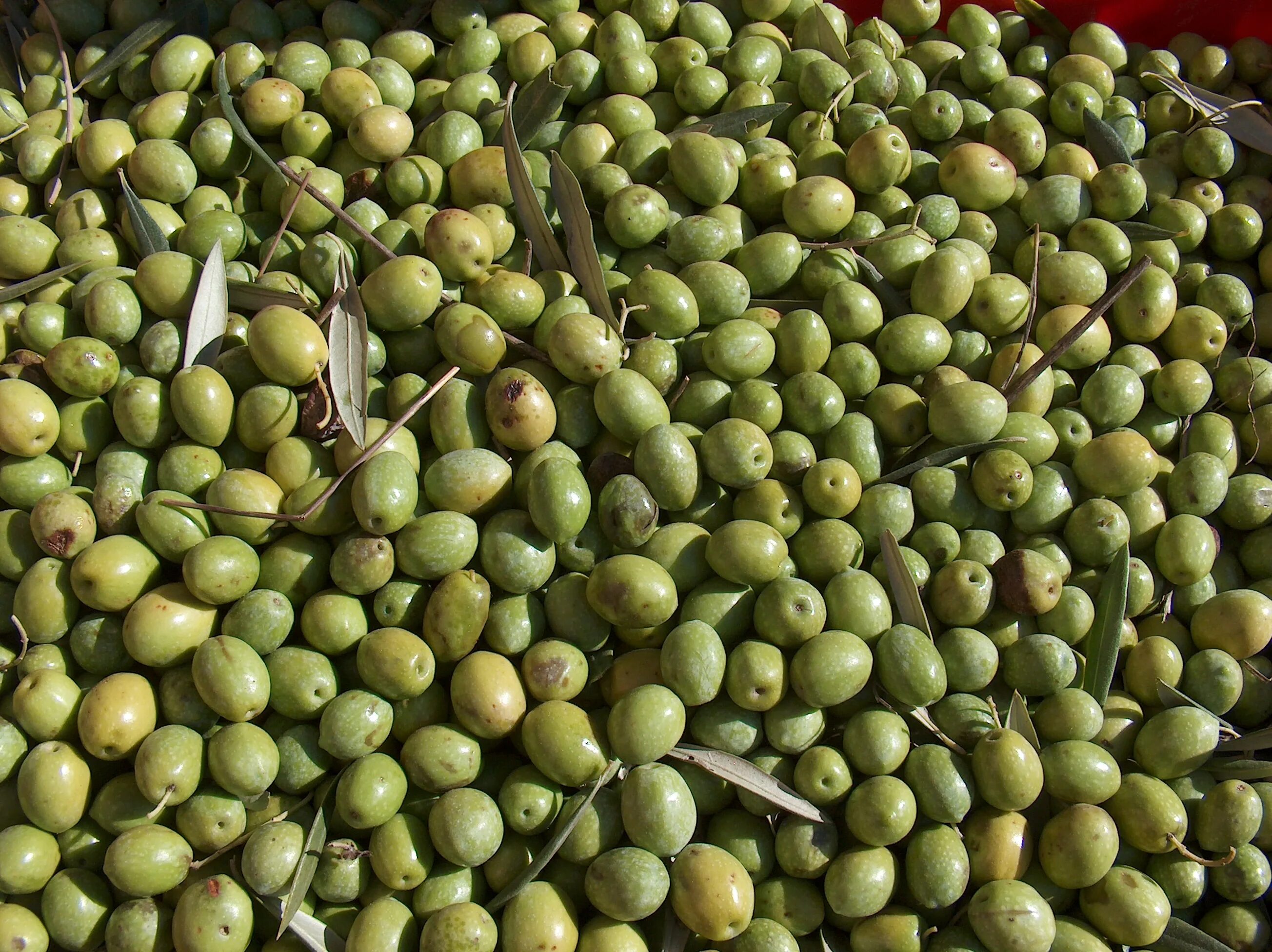 Olive ii