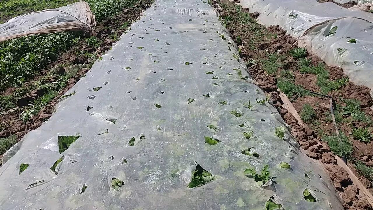 Посадка редиса в теплице ранней весной. Редиска под пленку. Как правильно укрыть редиску. Парник под редиску. Редиска под пленку.