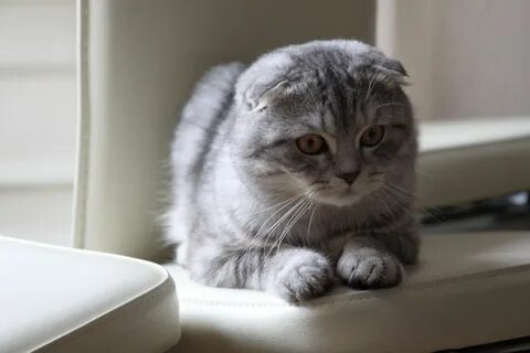 Шотландская кошка серая