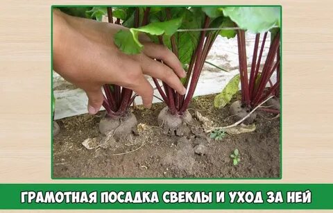 Расстояние при посадке свеклы