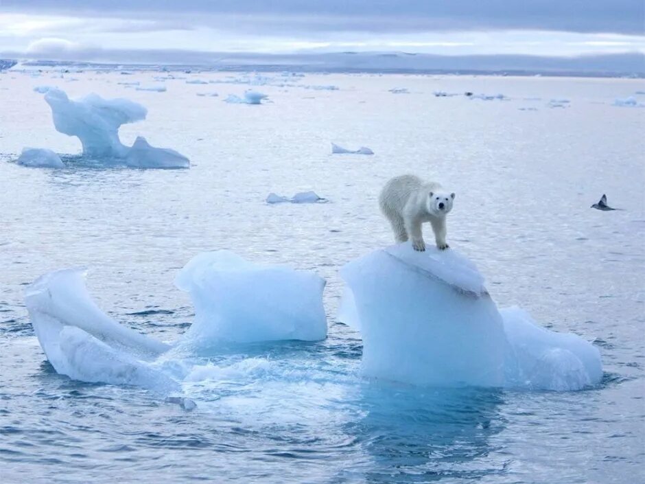 Растаяла жизнь. Таяние ледников в Арктике. Северный полюс Северный Ледовитый океан. • Арктика — таяние арктических льдов,. Северный полюс таяние ледников.