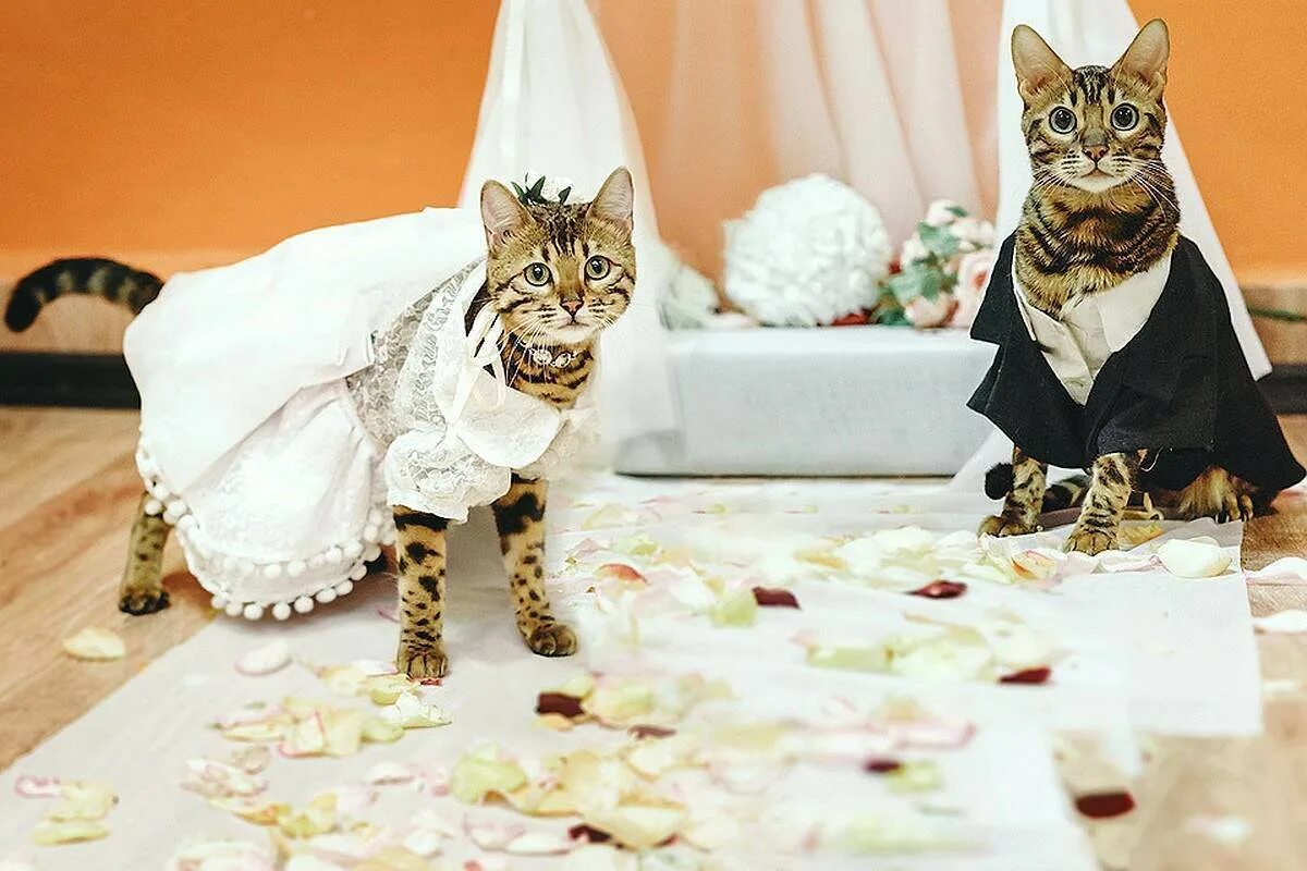 Кошки выходят замуж. Свадебные коты. Котики в свадебных нарядах. Кошечка в свадебном наряде. Свадебный костюм для кошки.