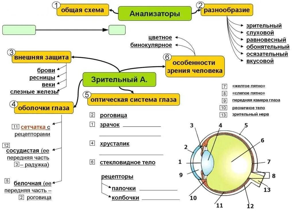 Конспекты презентация тесты. Схема строения глазного анализатора. Строение оптического анализатора. Схема глазного анализатора биология 8 класс. Таблица орган зрения и зрительный анализатор.