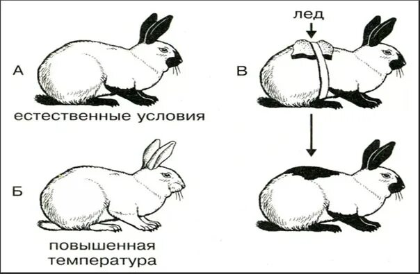 Гималайский кролик модификационная изменчивость. Изменение окраски гималайского кролика. Горностаевый кролик модификационная изменчивость. Заяц Беляк модификационная изменчивость. Изменение окраски животных