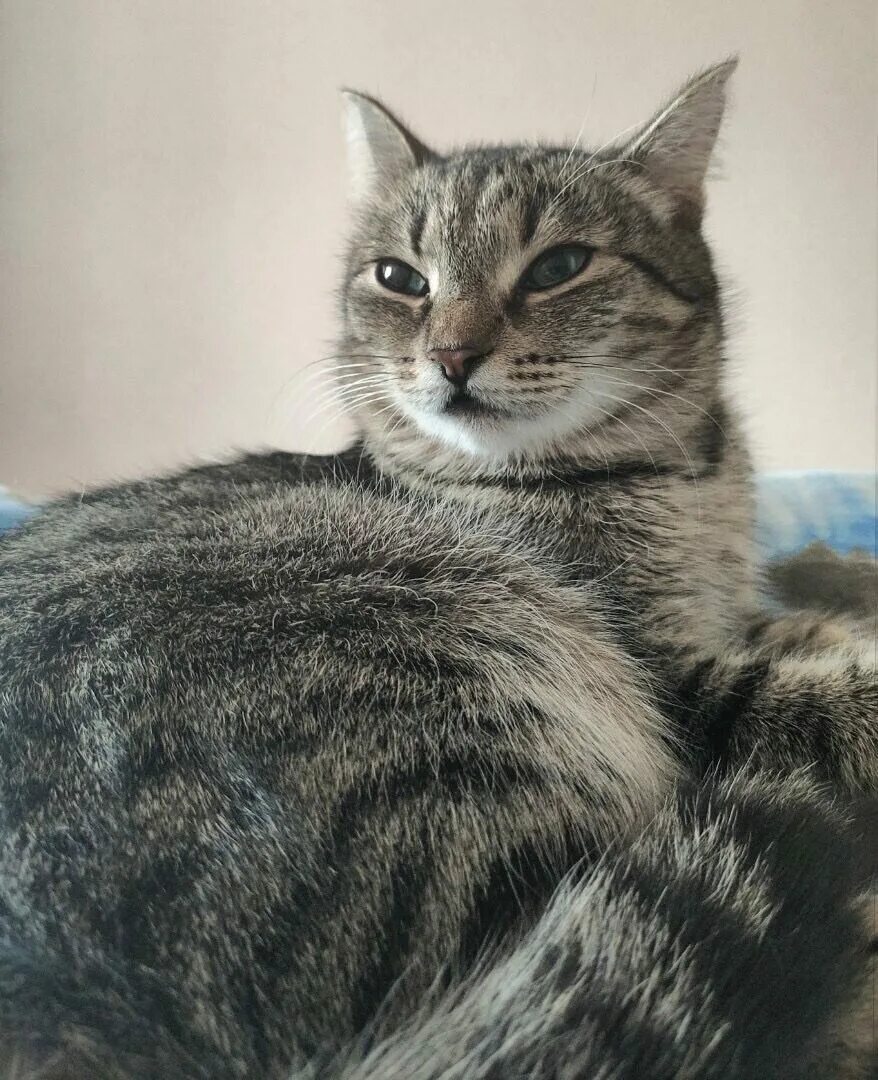 Котик мура. Кошечка мура. Créu cat mura. Фото муры кошки. Кошка мура фото.