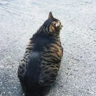 Накаченная кошка