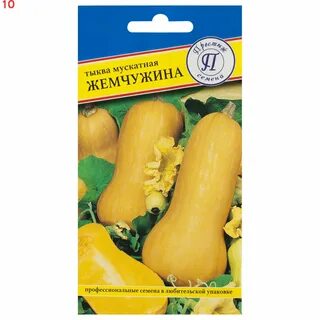 Мускатный сорт тыквы жемчужина