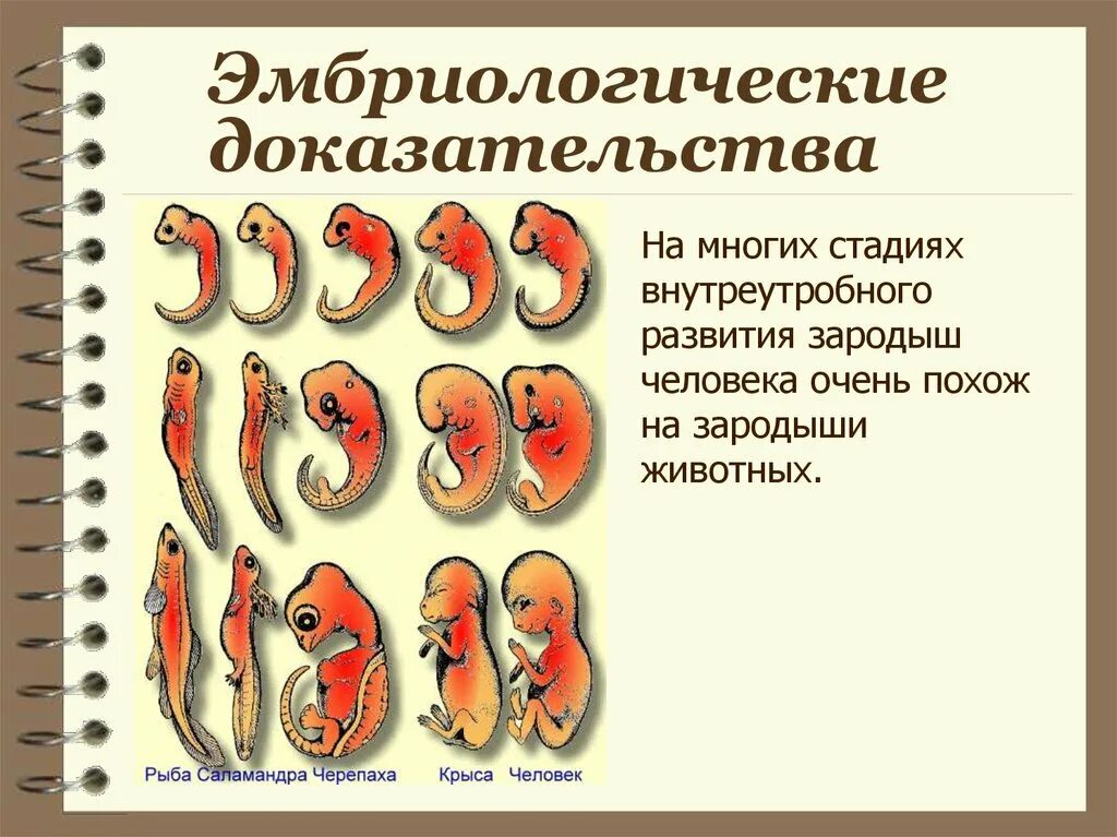 Эмбриологическое доказательство эмбриология. Эмбриологические доказательства сходства зародышей. Доказательства эволюции эмбриологические доказательства. Эмбриологические доказательства эволюции животных
