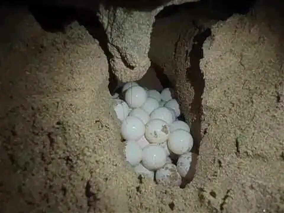 Turtles laying eggs. Turtles laying eggs