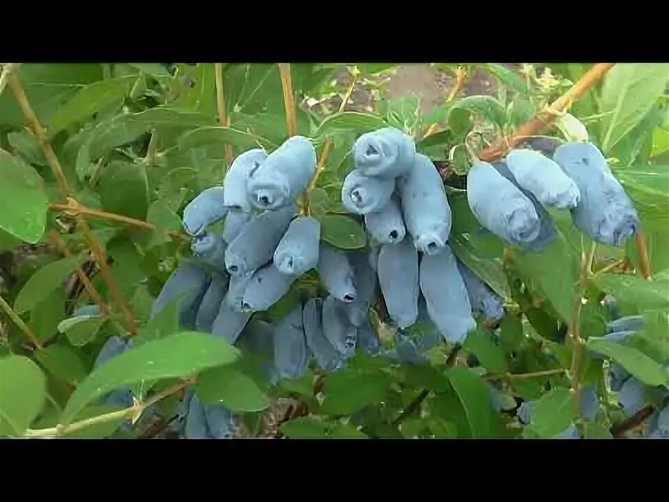 Сорт жимолости альтаир