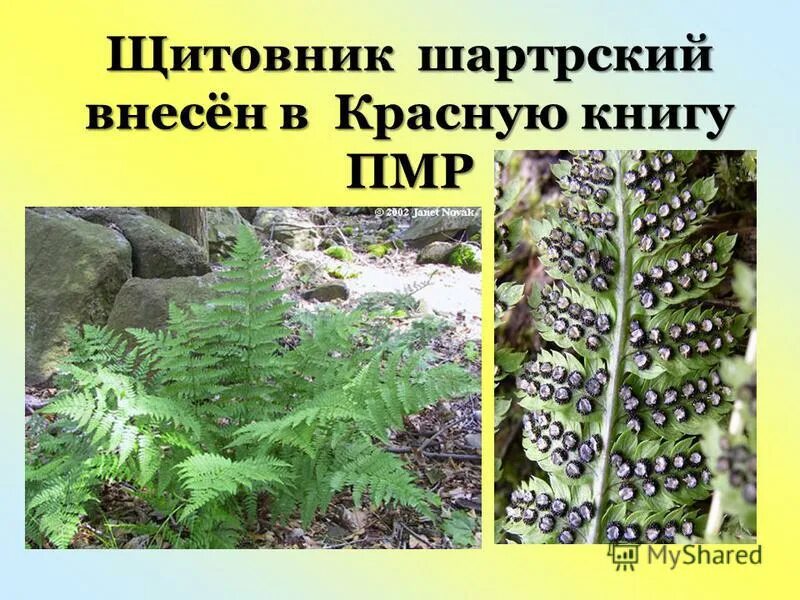 животные красной книги пмр