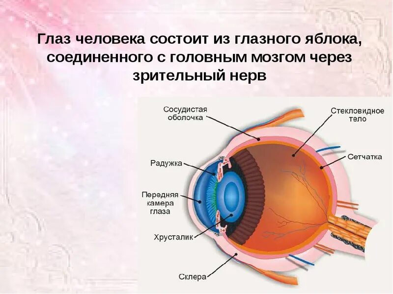 Органы человека глаза. Органы зрения человека 3 класс презентация. Зрение человека. Орган зрения презентация. Презентация на тему зрение.