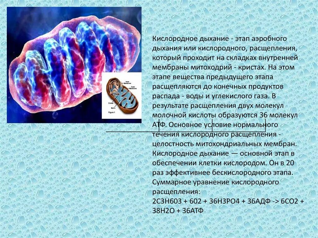 Что образуется при кислородном расщеплении