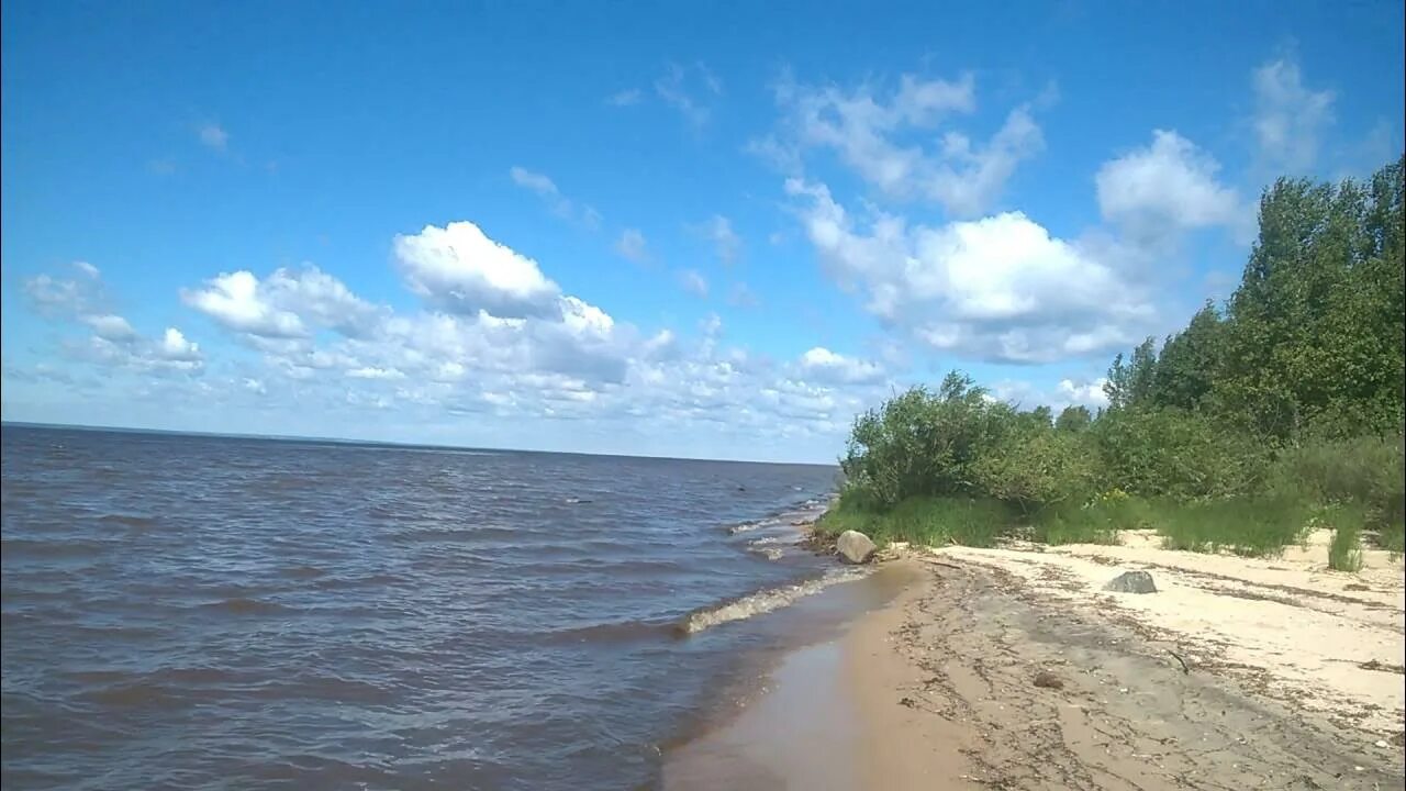 Кубенское озеро Вологда. Деревня Пески Кубенское озеро. Берег Кубенское озеро Вологодская область. Пляжи Кубенского озера Вологда. Берег озера кубенского