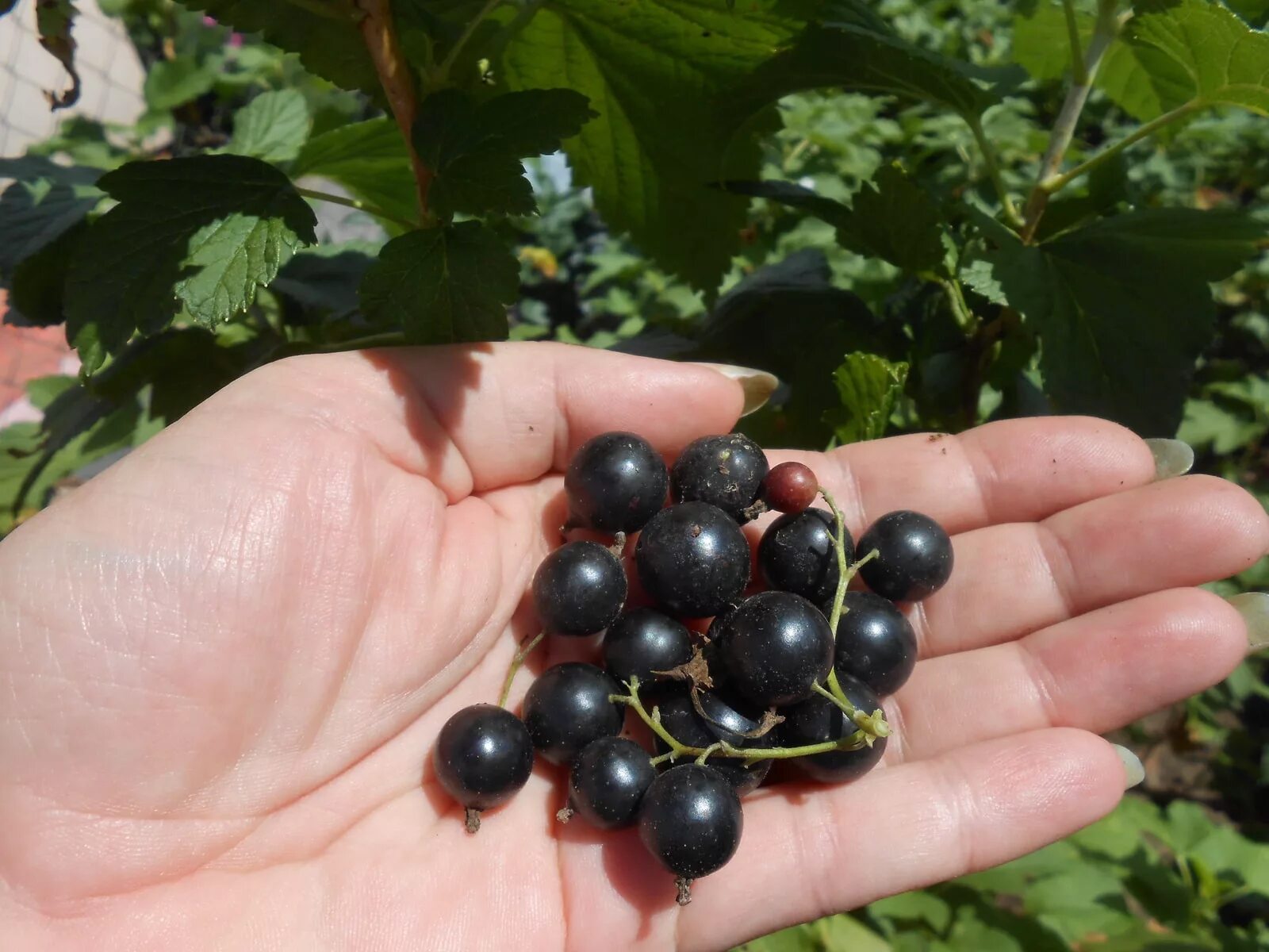 Смородино-крыжовниковый гибрид йошта. Смородина черная «чаровница» куст. Смородина бессемянная. Смородина чёрная Изюмная. Урожайность черной смородины