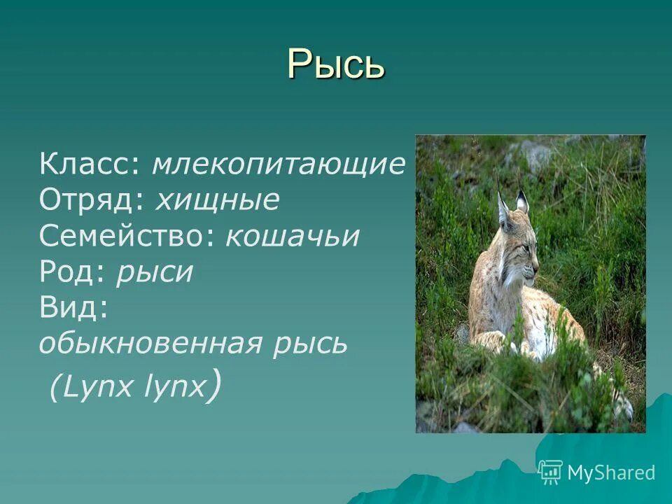 рысь какой род мужской или женский