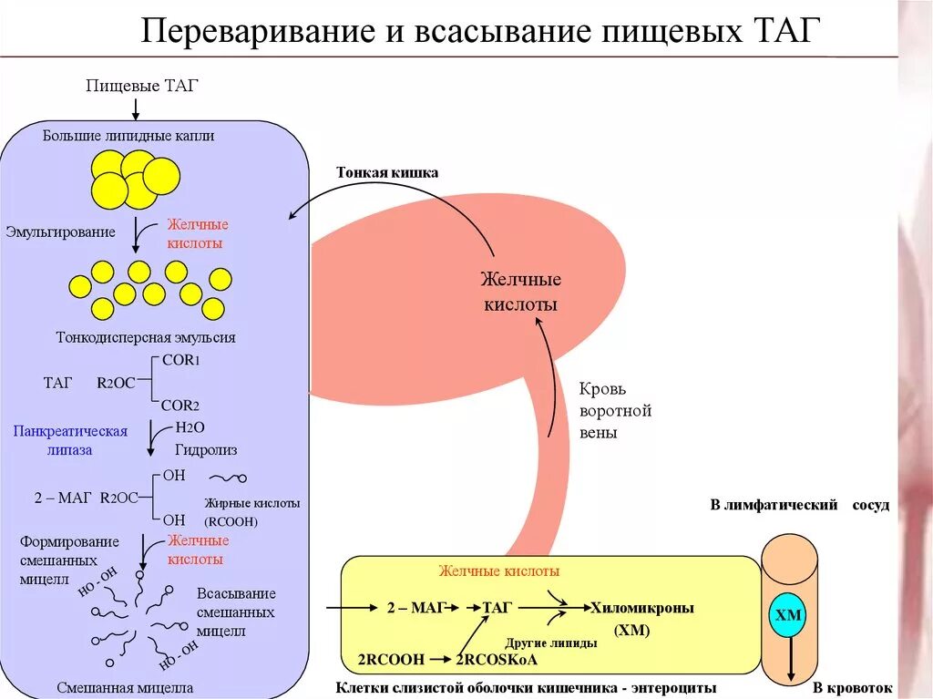 Ферменты расщепления липидов. Переваривание и всасывание пищевых таг. Схема процесса всасывания продуктов гидролиза липидов. Переваривание липидов биохимия схема. Всасывание продуктов переваривания таг.