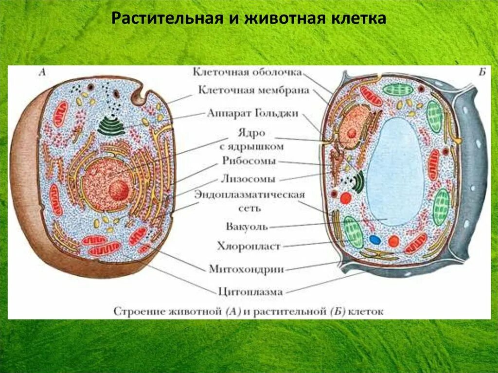 Растительная живая клетка рисунок. Подробное строение эукариотической клетки. Строение эукариотической клетки рисунок. Строение эукариотической клетки подробно. Нарисовать строение эукариотической клетки.