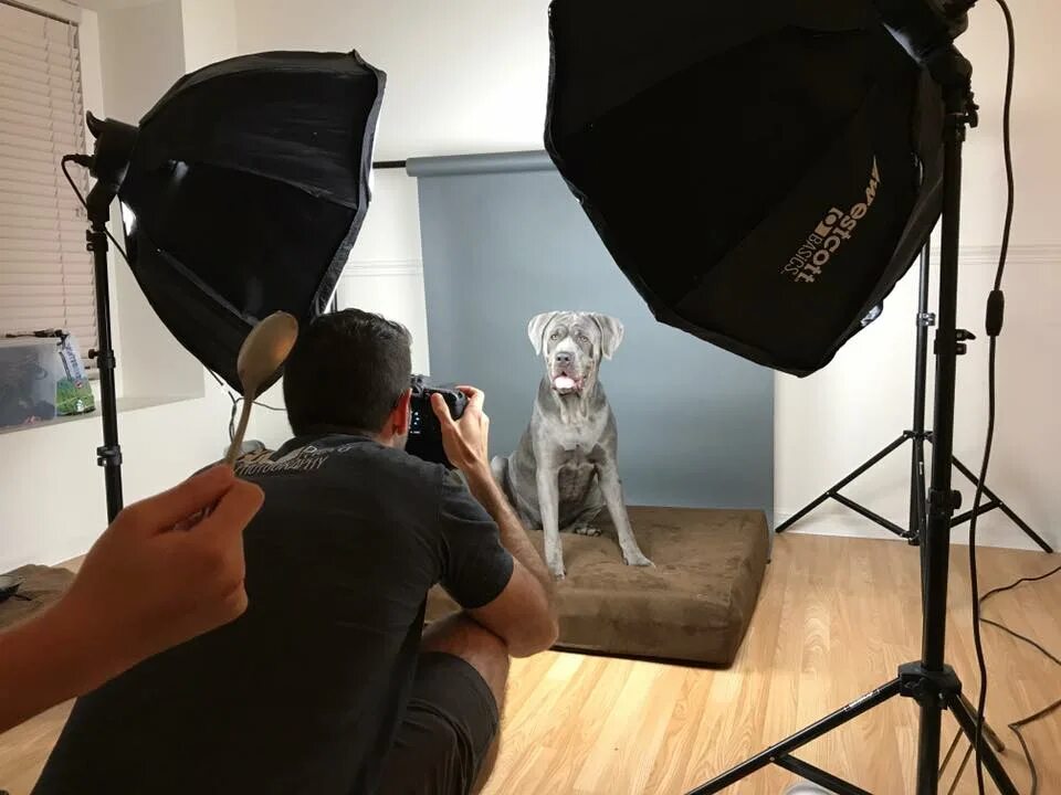 Pet's studio. Pet photo Studio. Pet Photography Studio. VTUBE Studio Dog. Atelier for Dogs.