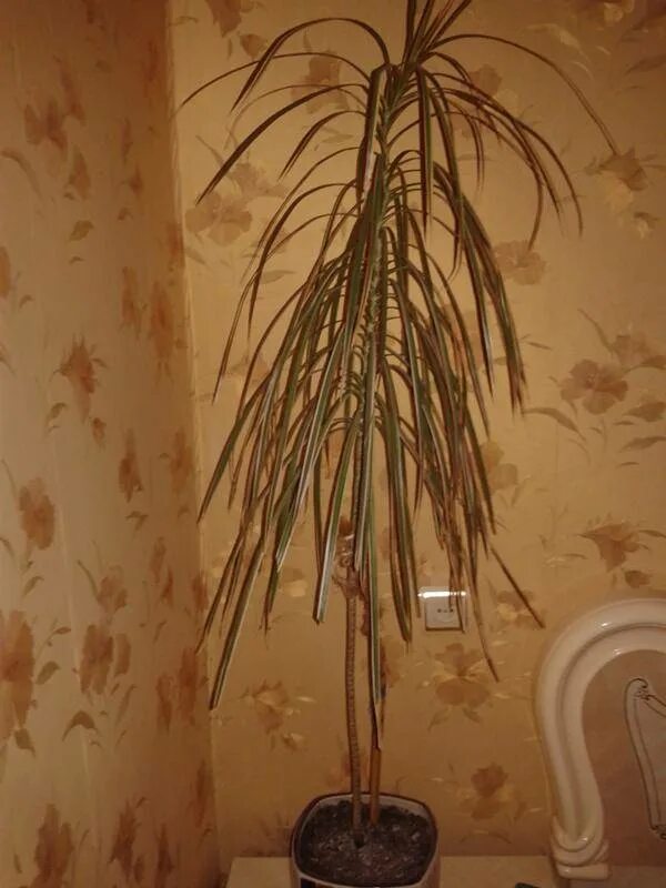 драцена маргината росток. драцена массанжеана. драцена пересаживание. обрезки драцены. обрезки драцены.