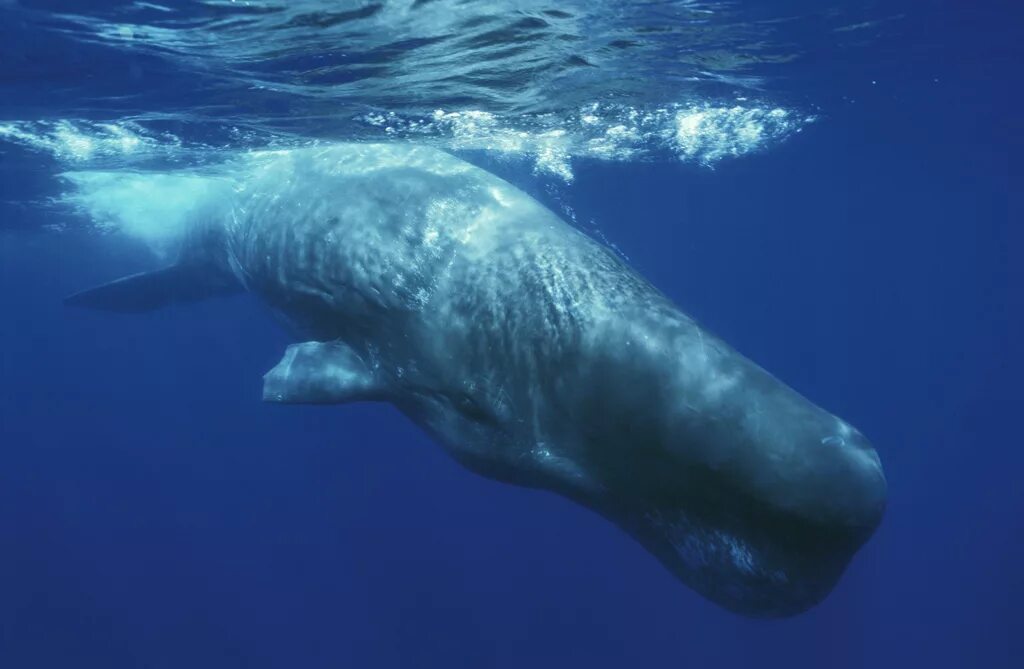 Самый большой кит кашалот. Physeter macrocephalus (кашалот). Размер кашалота. Самый большой кашалот в мире. Размер кашалота.