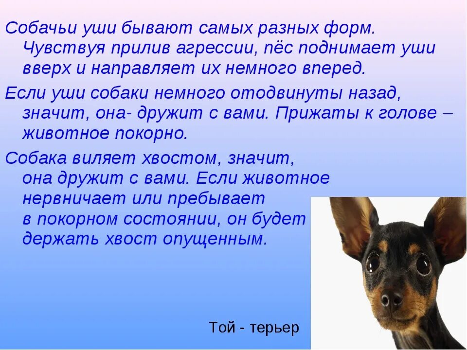 Проект про собак. Проект моя собака. Информация про собак для проекта. Проект про щенка. Текст про собаку егэ