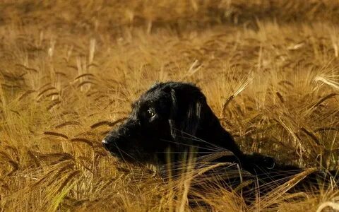 Pets hunting