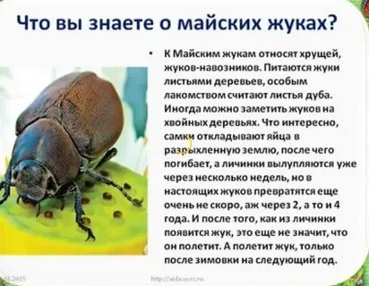 Рассказ жук