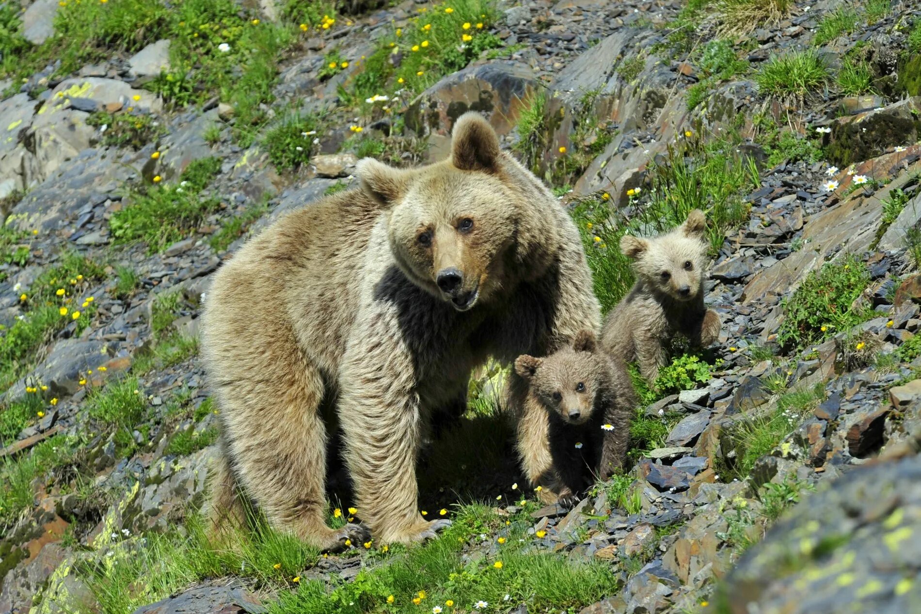 Гобийский бурый медведь. Сочинский национальный парк бурый медведь. Бурый медведь кавказский заповедник. Сайлюгемский бурый медведь. Что можно увидеть в заповеднике