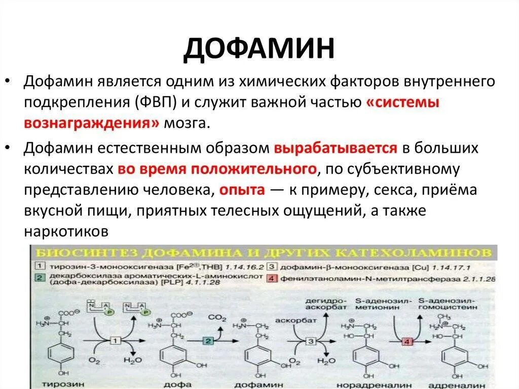 Как поднять дофамин в организме. Дофамин нейромедиатор функции. Дофамин гормон. Повышение уровня дофамина. Длфаминус.