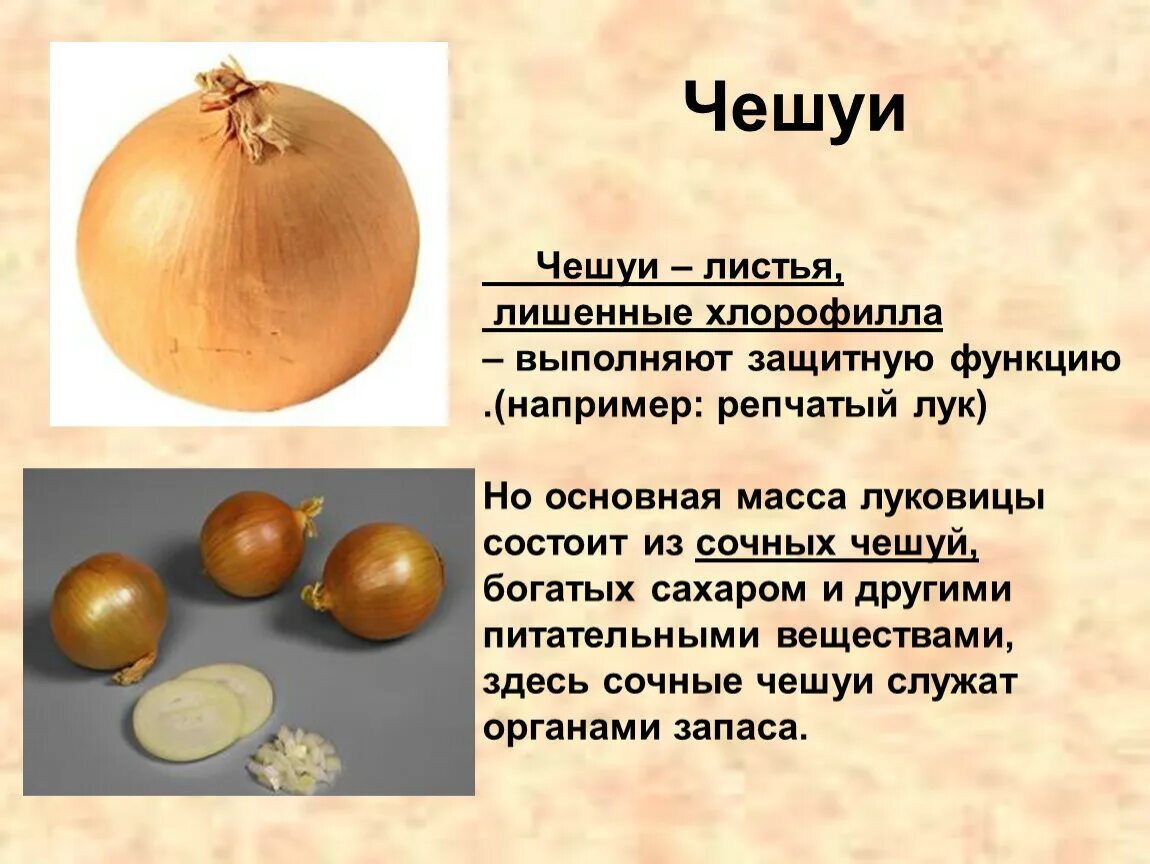 Какие листья у луковицы