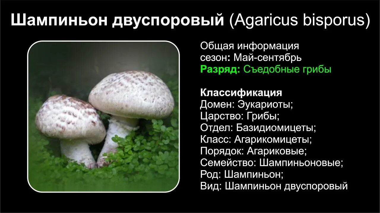 Какой тип питания характерен для шампиньона августовского. Шампиньон двуспоровый съедобные грибы. Шампиньон двуспоровый съедобный. Шампиньона двуспорового (Agaricus bisporus). Agaricus bisporus шампиньо н.