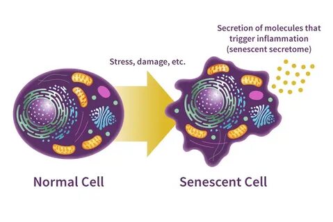 Before cell