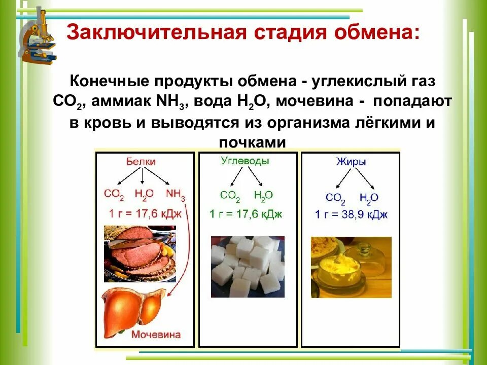 Вещества образующиеся при обмене веществ. Заключительная стадия обмена. конечные продукты обмена в организме. аммиак и мочевина конечные продукты. конечные продукты обмена веществ в организме.