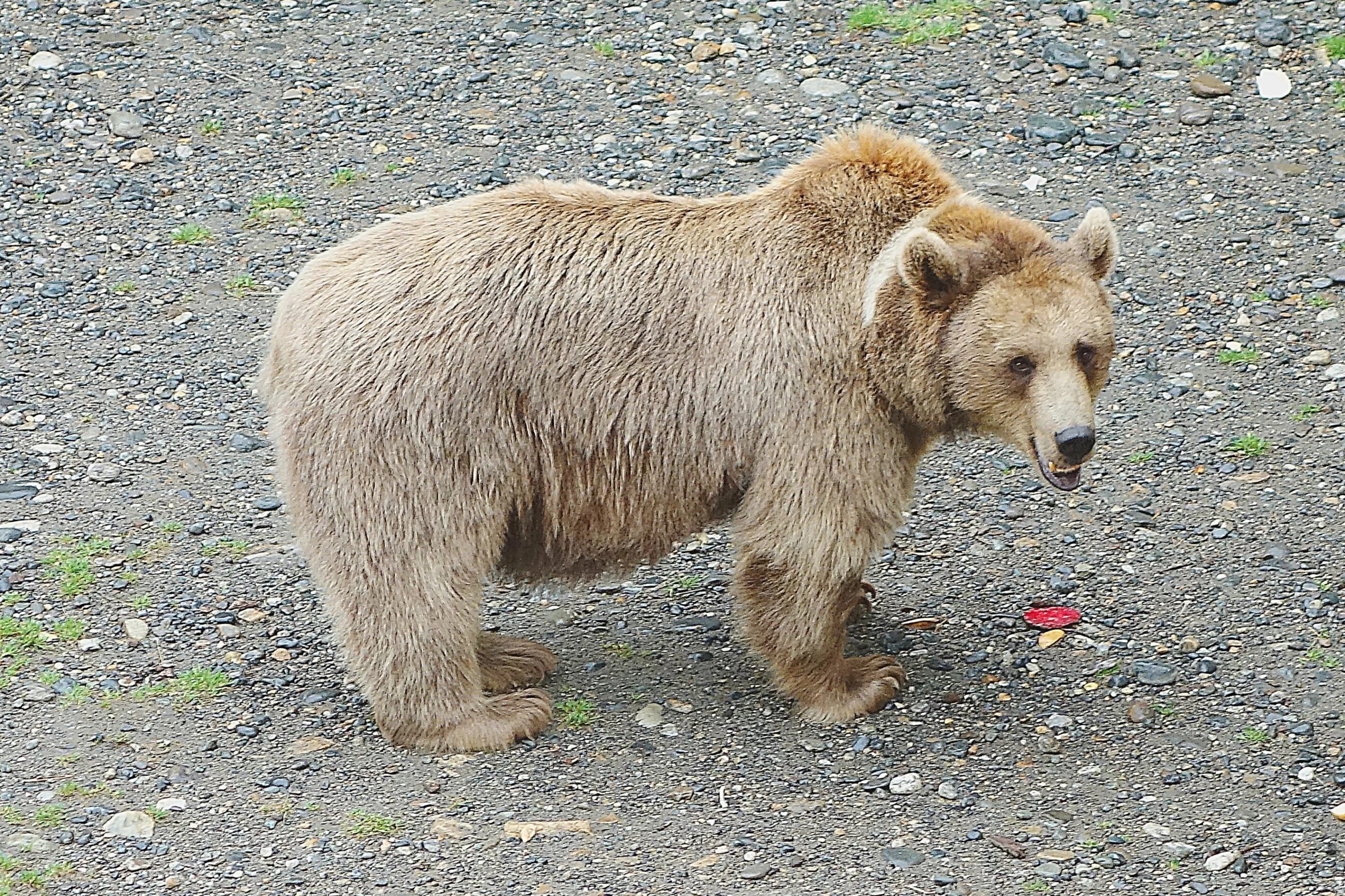 Pin by Lusi on Картинки (море, пираты, ковбои и т.д.) Bear, Brown bear, Ursus