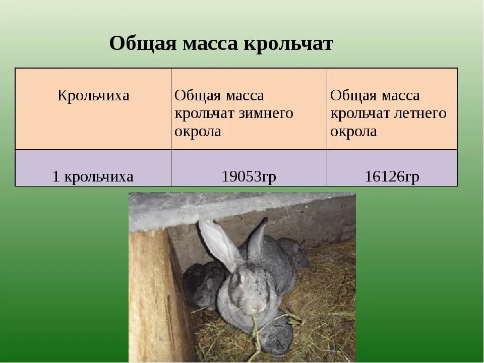 Сколько вынашивают кролики. Рост кроликов по дням. Рост крольчат. Рост крольчат по дням. Как развивается крольчата.