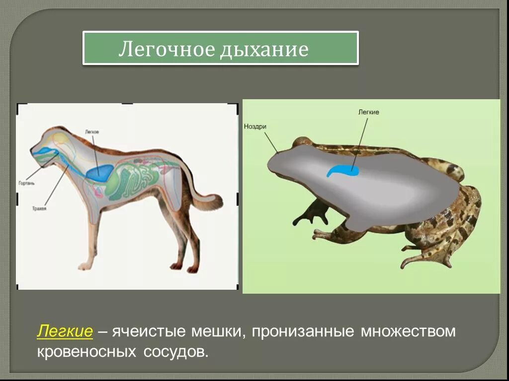 Дыхание растений и животных