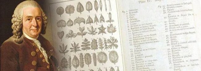 Линней 1735. Линней 1735. Линней 1735. Линней 1735. Линней 1735.