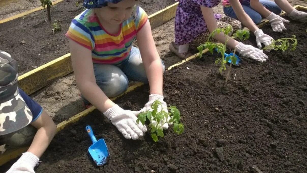 Труд в природе детей старшей группы. Труд детей в природе в детском саду. Труд в природе садик старшая. Труд в природе в детском саду летом. Труд старшая группа май