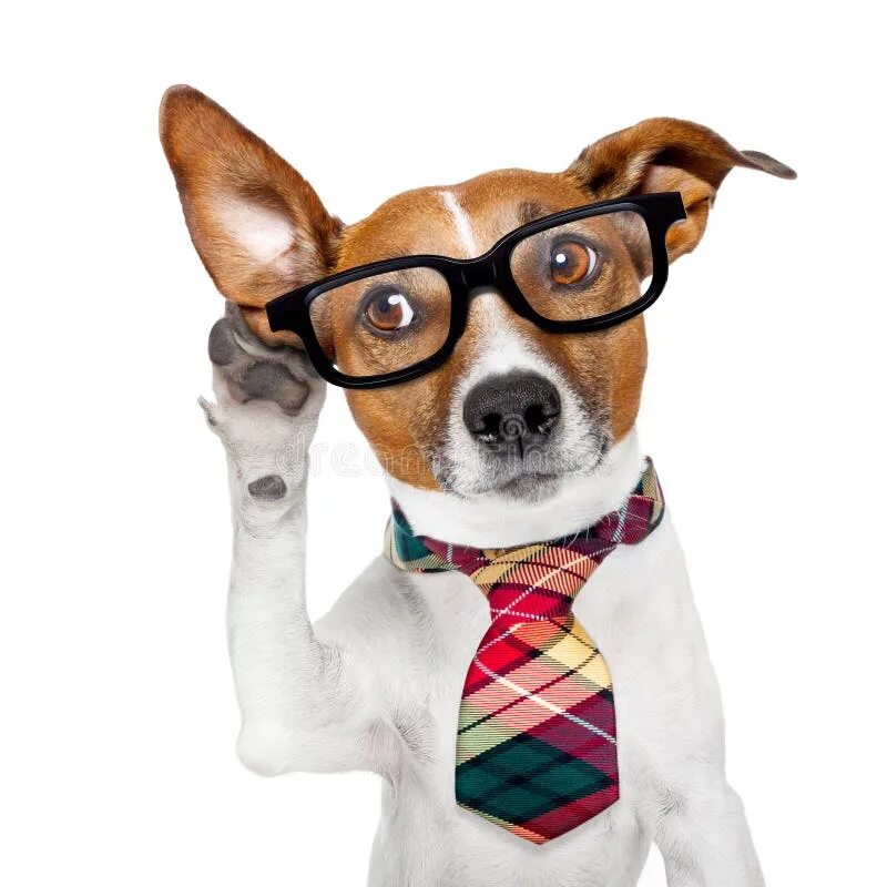 Собачку которая разговаривает. Собака в деловом костюме. Интерактивная собака. Интерактивная мягкая игрушка imc toys собака lucy song&dance, коричневый. Собачку которая разговаривает.