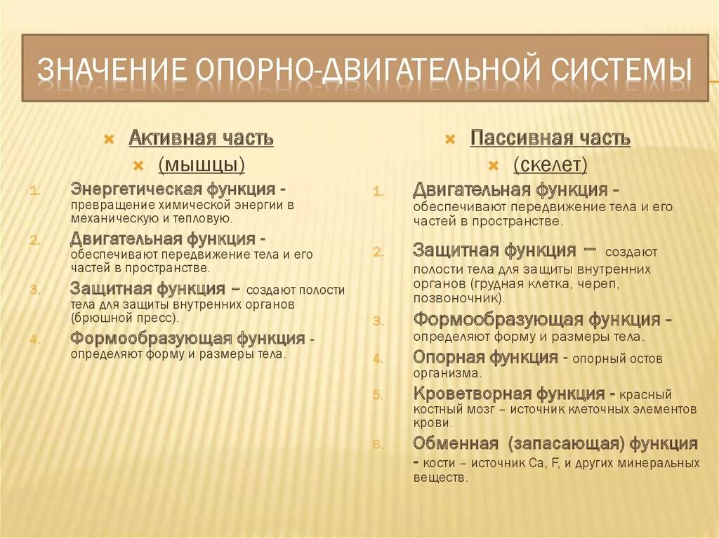 Система значение. Значение опорно-двигательной системы. значение опрнодвигатеной системы. значение опрнодивготельной системы. значение опорно-двигательного аппарата.