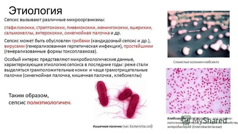 Эшерихии палочки. Микроорганизмы вызывающие сепсис. Этиология сепсиса. Синегнойная палочка презентация. Escherichia coli что это у мужчин